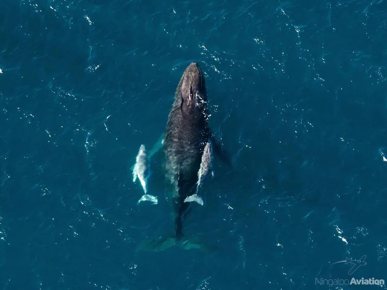 Humpback whale breaching in Banderas Bay