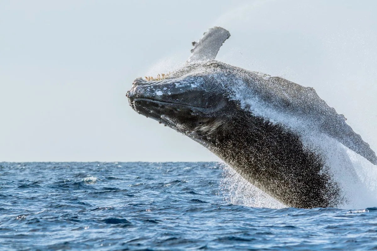 Humpback mother and calf surfacing near Punta de Mita