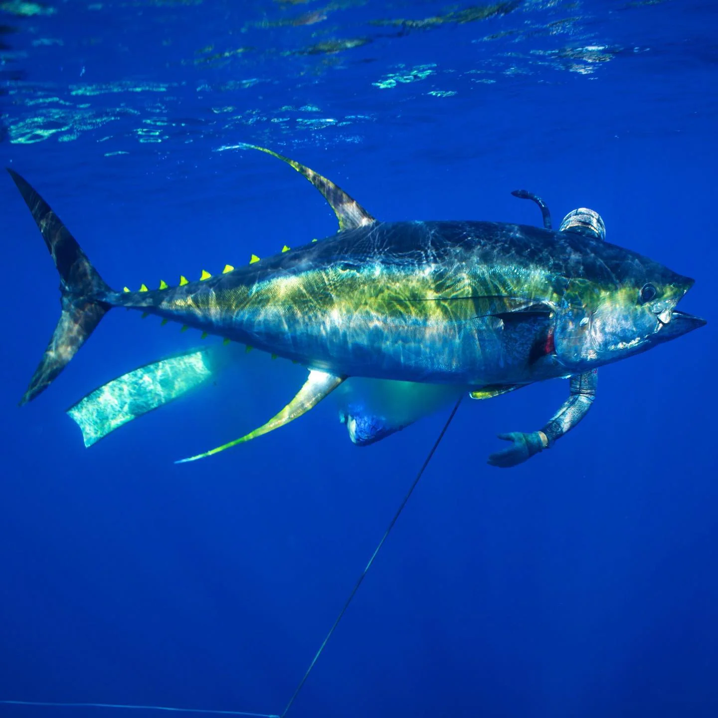 Spearfisher alongside a yellowfin tuna in clear blue water