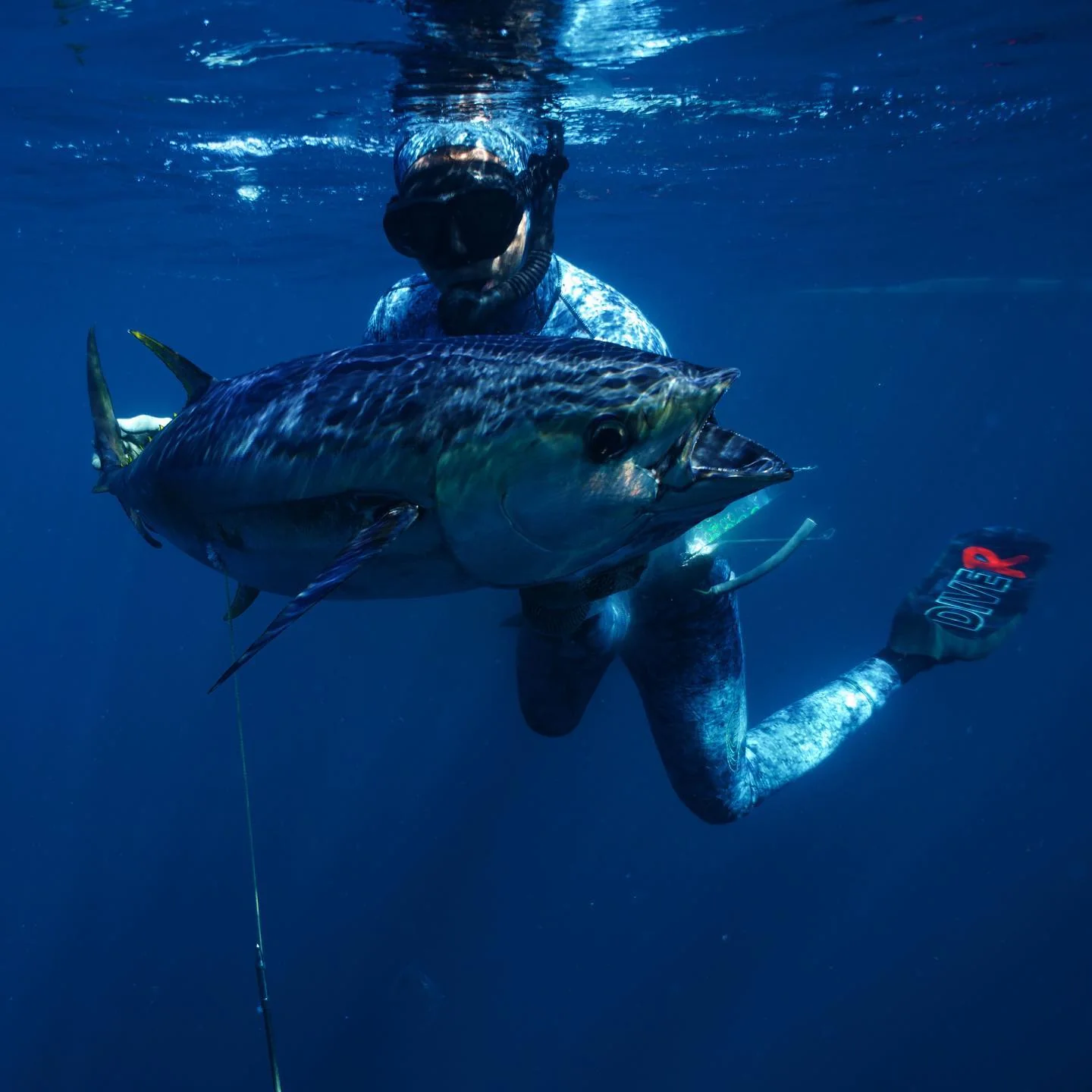 Bluewater spearfisher holding a yellowfin tuna underwater
