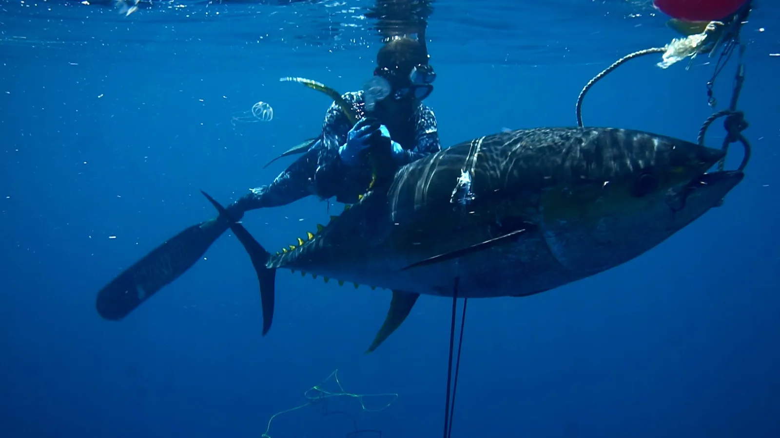 Fishing conditions in Punta Mita with Spearos Pacifico