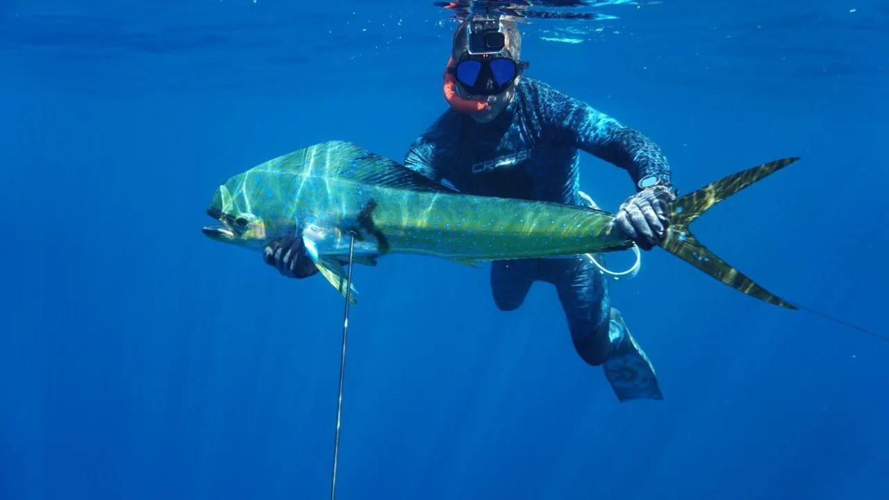 Cubera snapper landed on a reef spearfishing trip