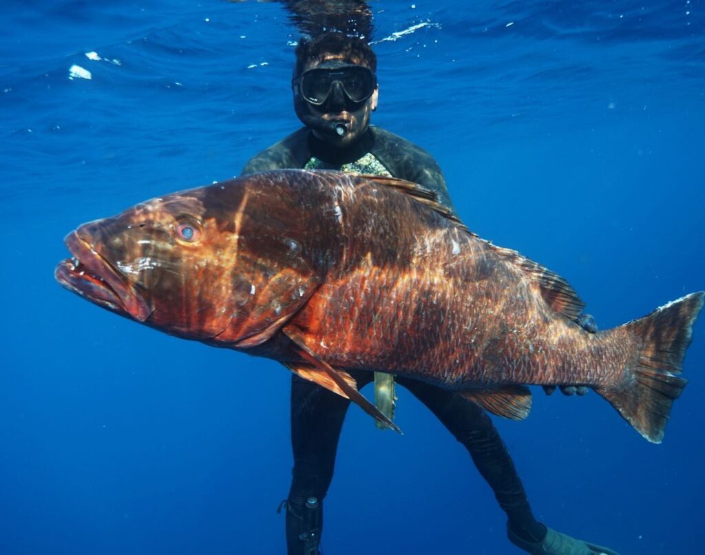 Gallery of Blue water hunting