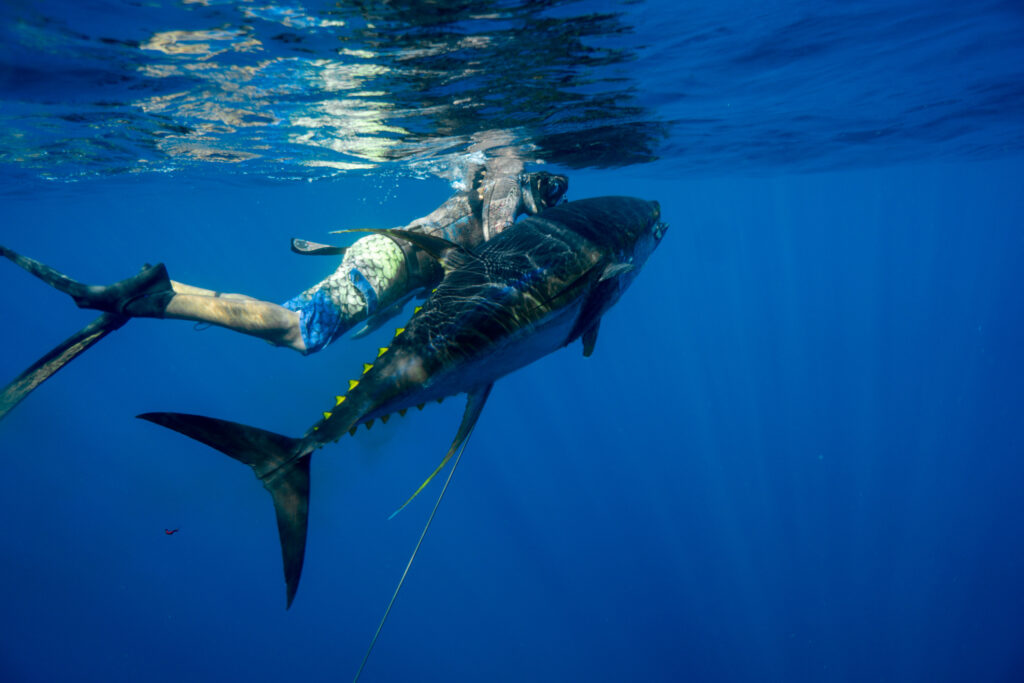 Gallery of Blue water hunting
