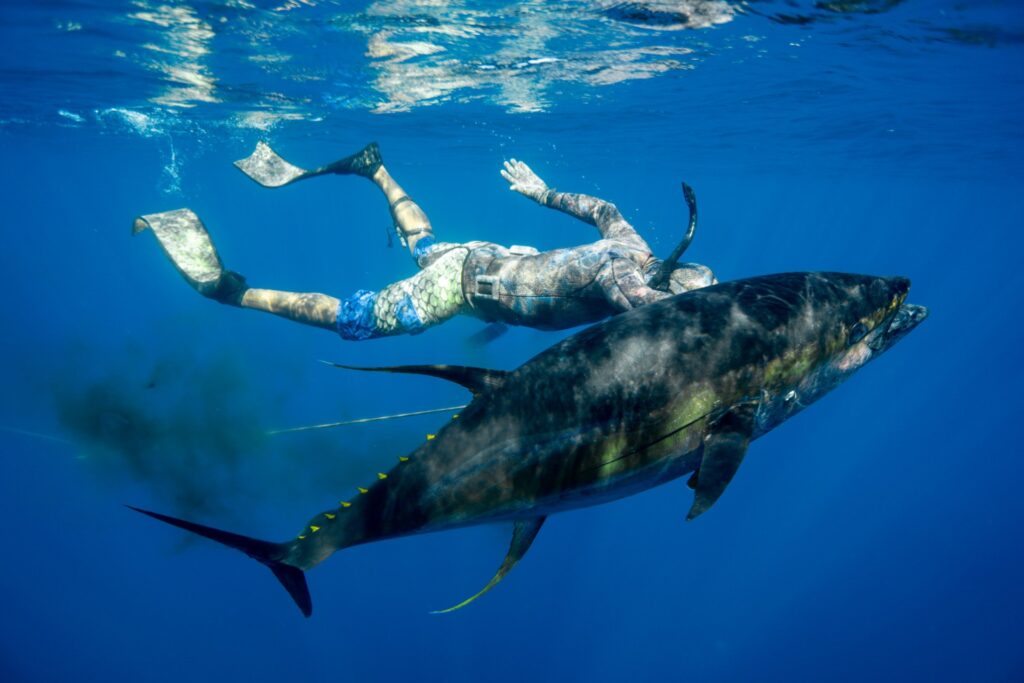 Gallery of Blue water hunting