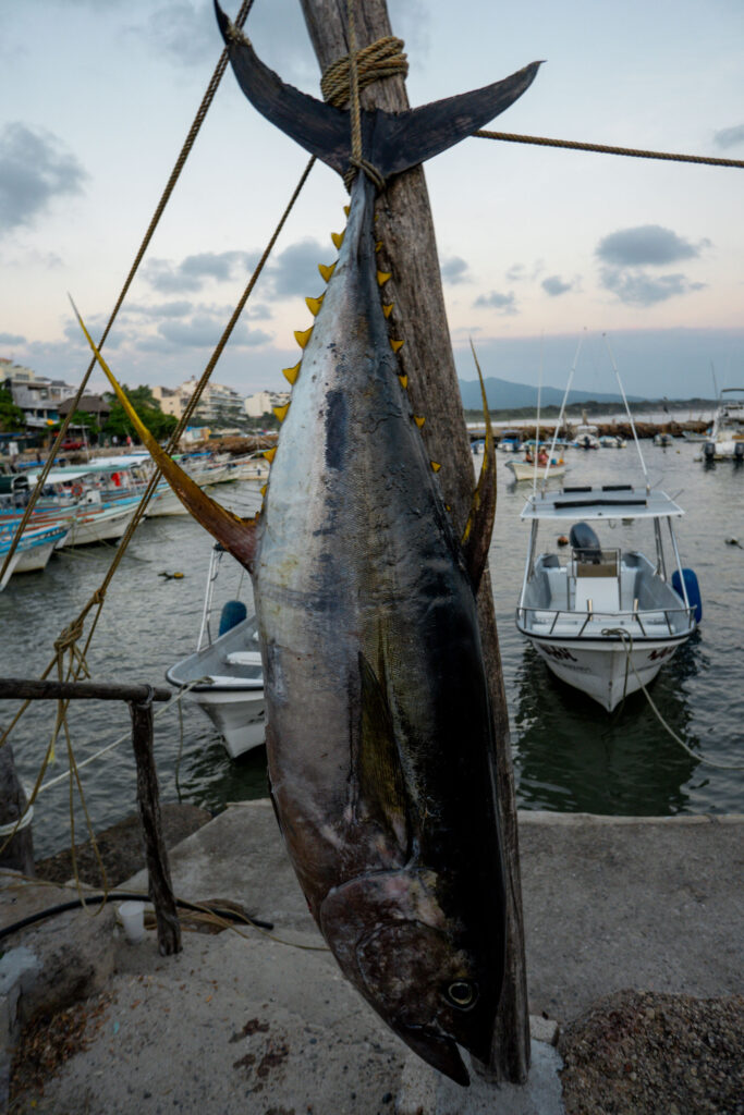 Gallery of Blue water hunting