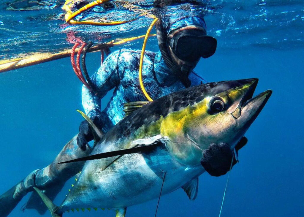 Gallery of Blue water hunting