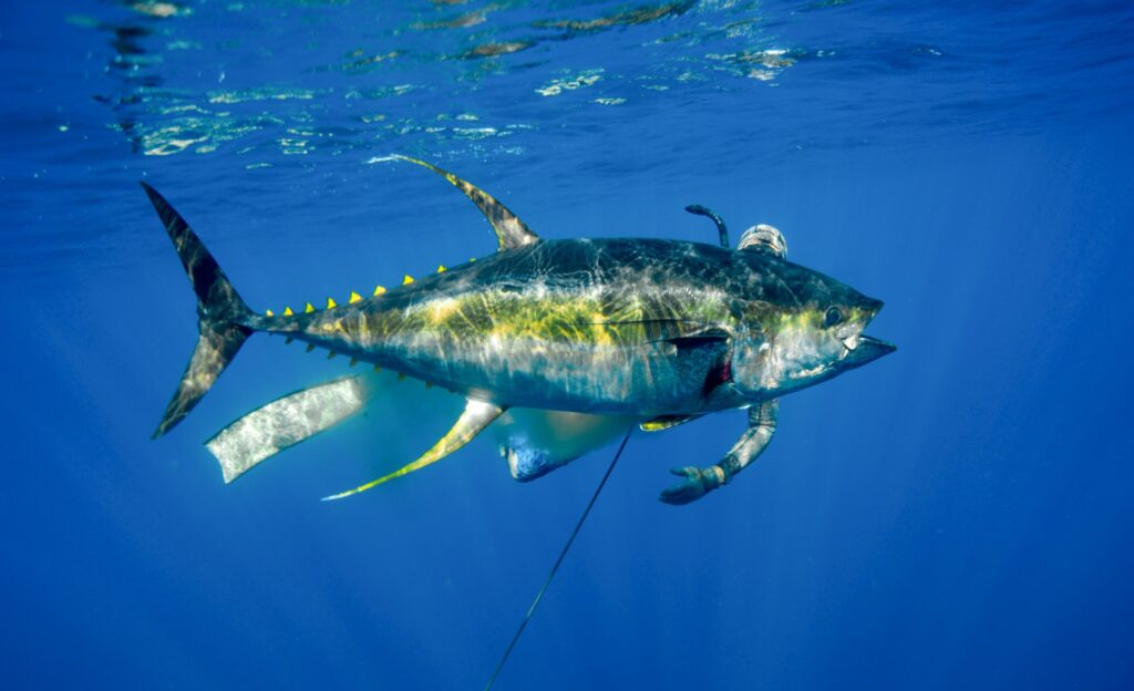 Gallery of Blue water hunting