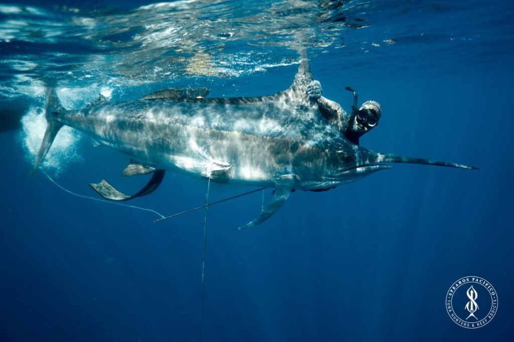 Gallery of Blue water hunting